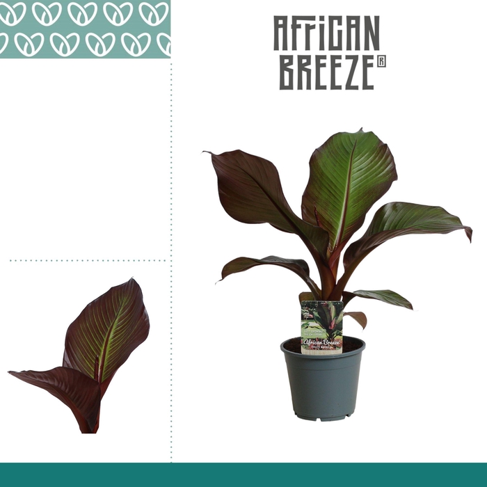 <h4>Ensete Maurelli Red Banana</h4>