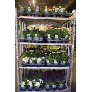 Vaste Pl Mixk 1 Soort Per Tray