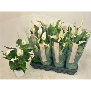 Anthu Banderola Cava 5+