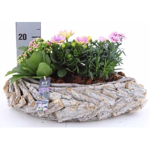 ARR TUINPLANTEN