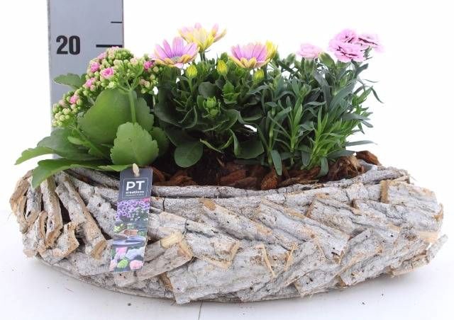<h4>ARR TUINPLANTEN</h4>