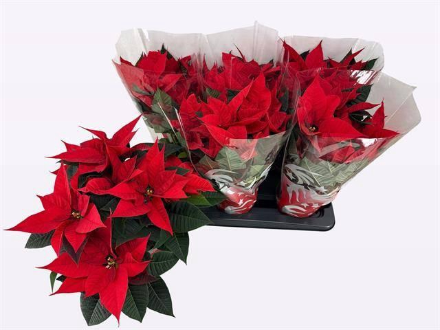 <h4>EUPHOR P FREYA</h4>