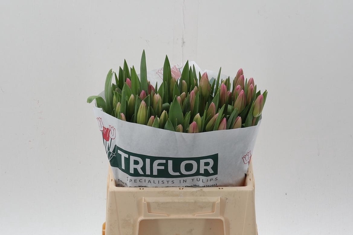 <h4>Tu En Jumbo Pink</h4>