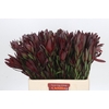 Leucadendron Saf Sunset Dark R.Spray Twins