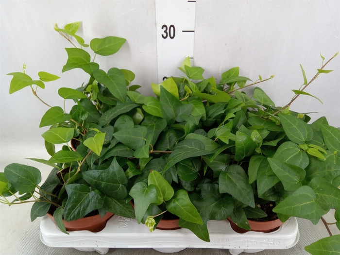 <h4>Hedera helix 'Mein Herz'</h4>