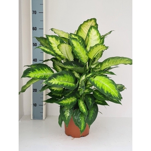 Dieffenbachia Camilla