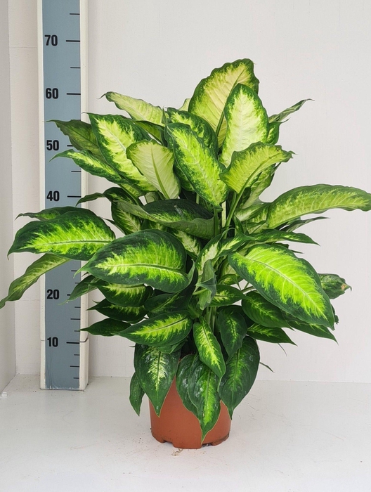 <h4>Dieffenbachia Camilla</h4>