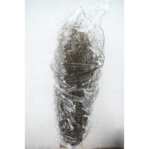 SALIX  TORTUOSA 180CM