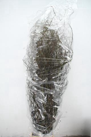 <h4>SALIX  TORTUOSA 180CM</h4>