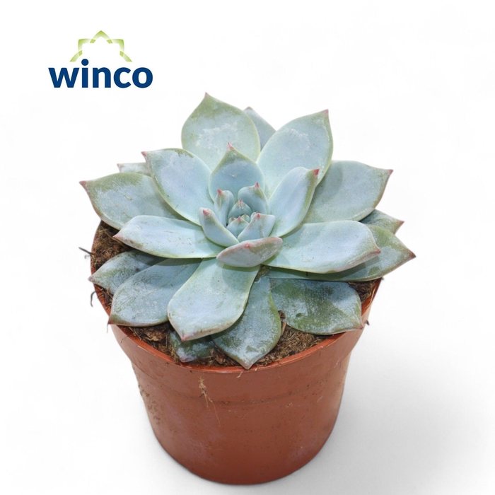 <h4>Echeveria Blue bird</h4>