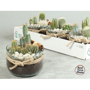 ARR CACTUS