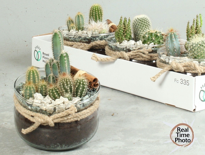 <h4>ARR CACTUS</h4>