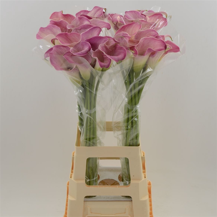 <h4>Calla Romance</h4>