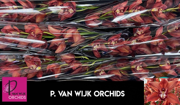 <h4>CYMB T FREDERICKA</h4>