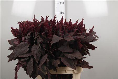 <h4>Amar Cr Velvet</h4>