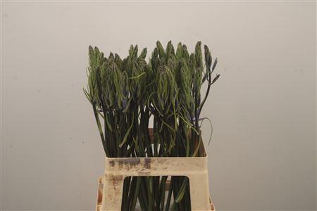 <h4>Camass Lei Caerulea</h4>