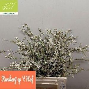 <h4>SPIR C GREFSHEIM</h4>