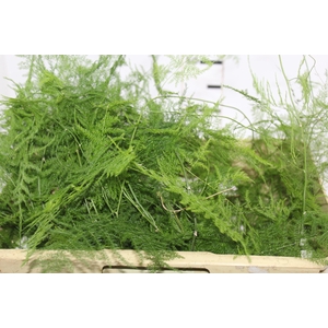 FOLHAGEM ASPARGO PLUMOSO