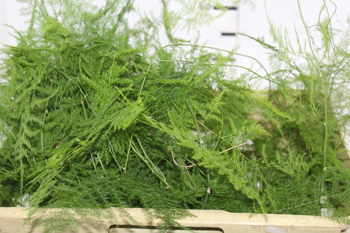 <h4>FOLHAGEM ASPARGO PLUMOSO</h4>