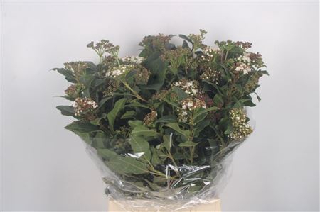 <h4>Viburnum Macro Per Bunch</h4>