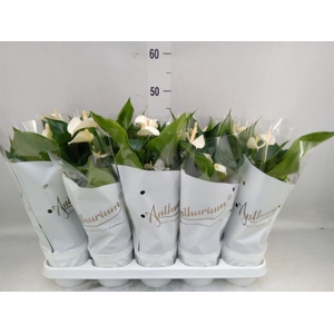 Anthurium andr. 'White Champion'