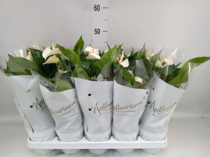 <h4>Anthurium andr. 'White Champion'</h4>