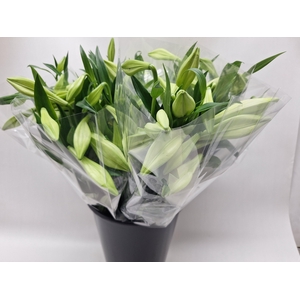 Mono Lelie Longi wit x5