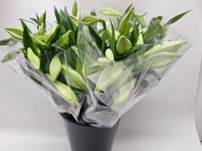 Mono Lelie Longi wit x5