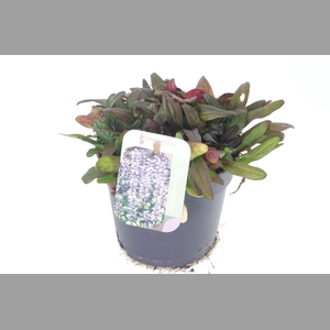 AJUGA REPT