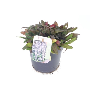 AJUGA REPT