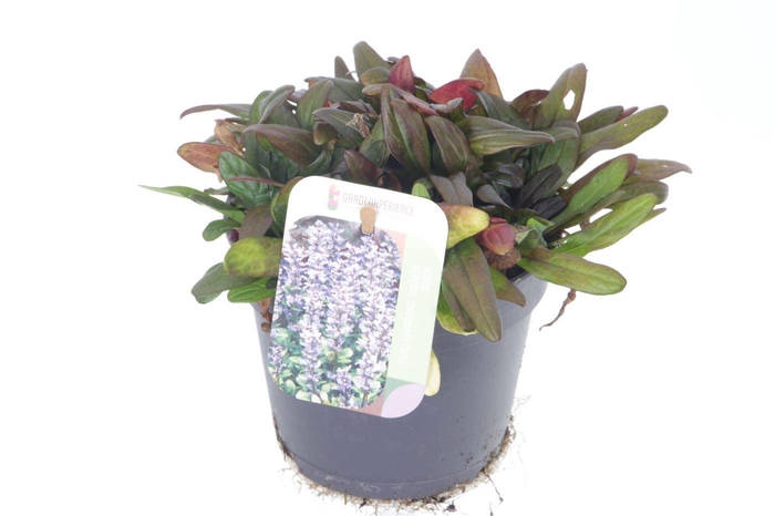 <h4>AJUGA REPT</h4>