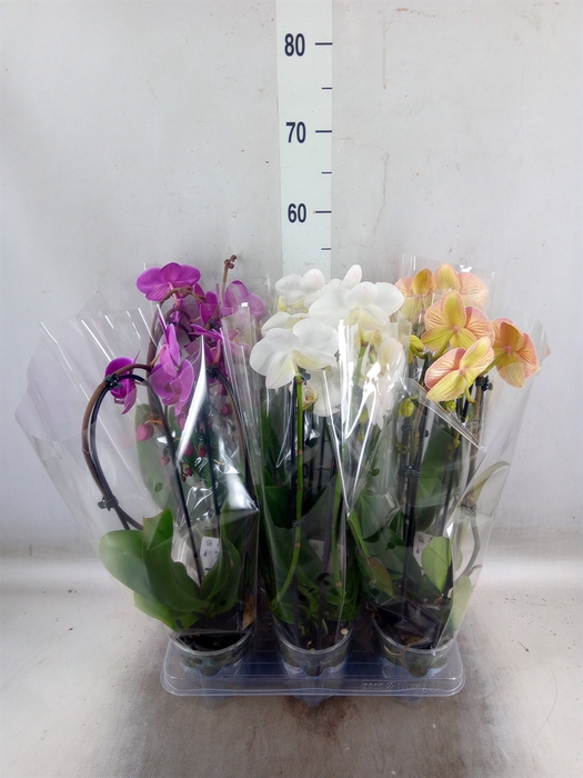 <h4>Phalaenopsis  'Elegant Cascade'</h4>