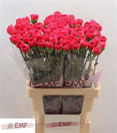 <h4>Di St Cervantes</h4>