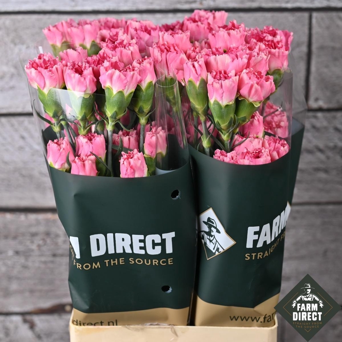 <h4>Di St Dollar</h4>