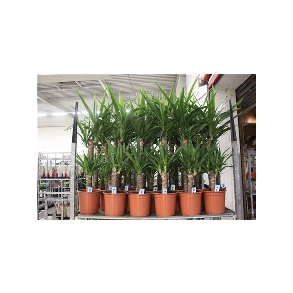 <h4>Yucca 60-30-20 Cm Meerkop</h4>