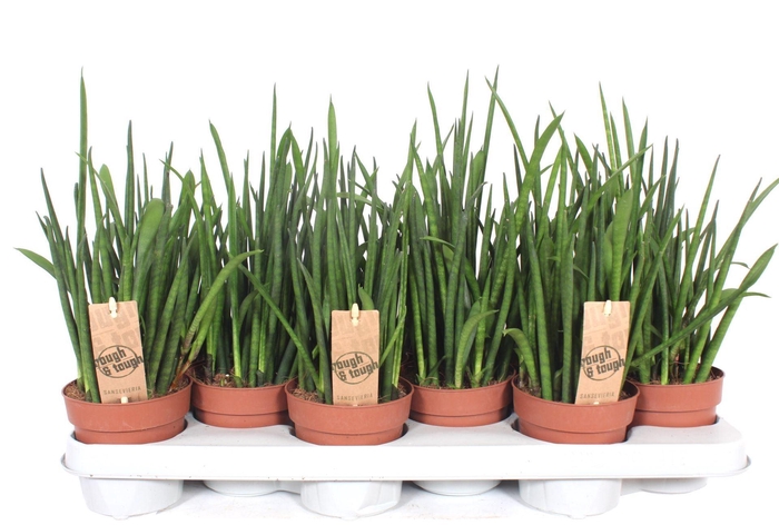 <h4>Sansevieria bacularis</h4>