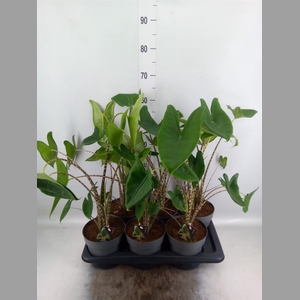 Alocasia zebrina