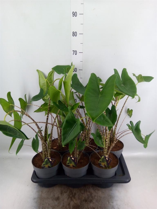 <h4>Alocasia zebrina</h4>