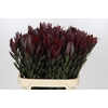 Leucadendron Saf Sunset Dark R.