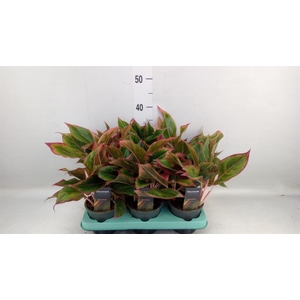Aglaonema KB 'Crete'