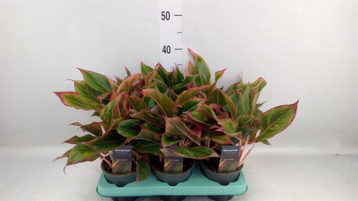 <h4>Aglaonema KB 'Crete'</h4>