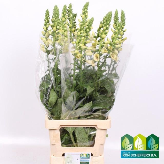 <h4>DIGI CAMELOT CREAM</h4>