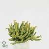 Crassula marnieriana Hotten Tot 12Ø 15cm