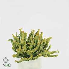 Crassula marnieriana