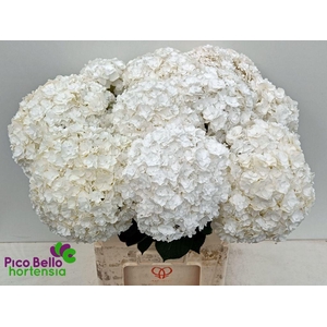 Hydrangea royal highness