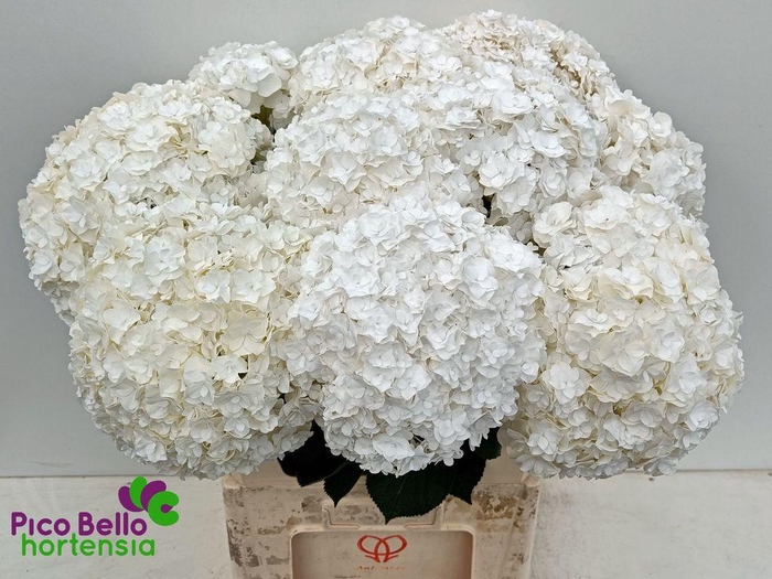 <h4>Hydrangea royal highness</h4>