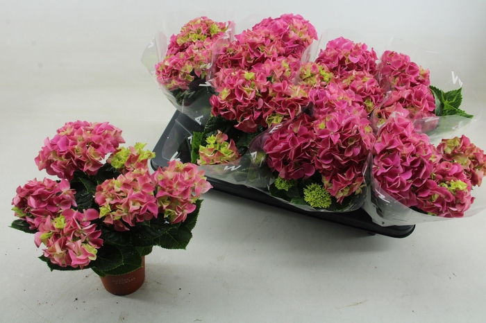 <h4>HYDR M EARLY ROSA</h4>