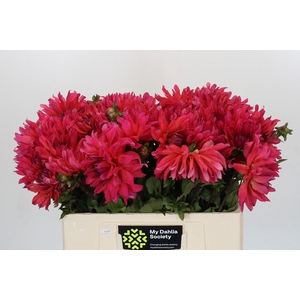 Dahlia Pink Punk