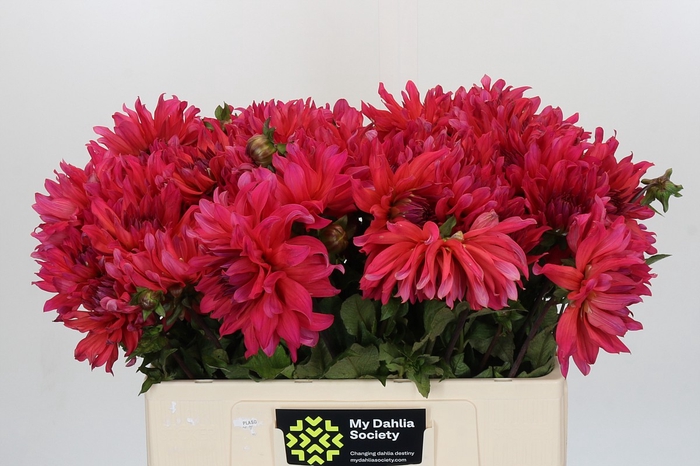 <h4>Dahlia Pink Punk</h4>