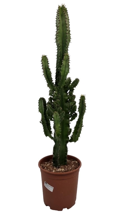 <h4>Euphorbia ingens</h4>